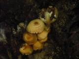 Kuehneromyces mutabilis image