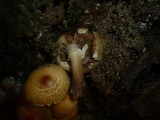 Kuehneromyces mutabilis image
