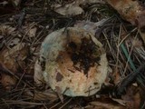 Lactarius deliciosus image
