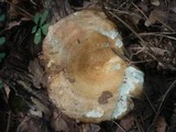 Lactarius deliciosus image