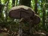 Chlorophyllum rachodes image