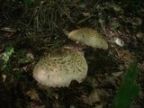 Chlorophyllum rachodes image