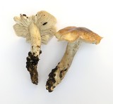 Tricholoma saponaceum image