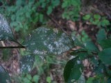 Microsphaera berberidis image