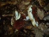 Russula vinosopurpurea image