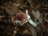 Russula vinosopurpurea image