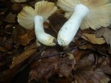 Russula vinosopurpurea image