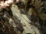 Scytinostroma portentosum image