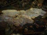 Scytinostroma portentosum image