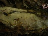Scytinostroma portentosum image
