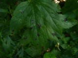 Septoria eupatorii image