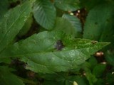 Septoria eupatorii image
