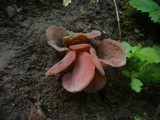 Guepinia helvelloides image