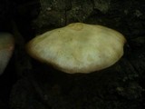 Volvariella bombycina image