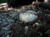 Agaricus bitorquis image