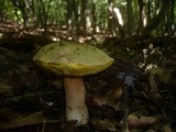 Boletus impolitus image