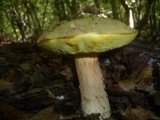 Boletus impolitus image