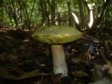 Boletus impolitus image