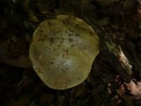Boletus impolitus image