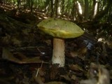 Boletus impolitus image