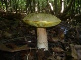 Boletus impolitus image