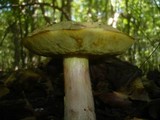 Boletus impolitus image