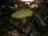 Boletus impolitus image