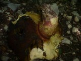 Boletus rhodoxanthus image