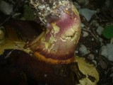 Boletus rhodoxanthus image