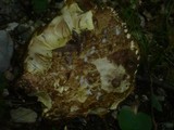 Boletus rhodoxanthus image