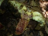Boletus rhodoxanthus image
