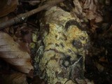 Ceraceomyces sulphurinus image