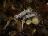 Pseudoomphalina compressipes image