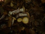 Pseudoomphalina compressipes image