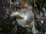 Inocybe praetervisa image