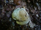 Inocybe praetervisa image