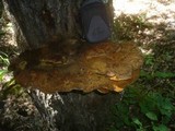 Inonotus hispidus image