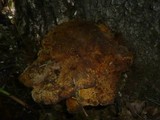 Inonotus hispidus image