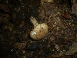 Echinoderma asperum image