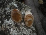 Phellinus pomaceus image