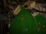 Phyllosticta convallariae image