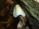 Volvariella bombycina image