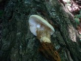 Volvariella bombycina image