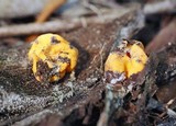 Glaziella aurantiaca image