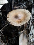 Inocybe kauffmanii image