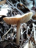 Inocybe kauffmanii image