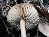Inocybe kauffmanii image