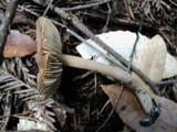 Inocybe kauffmanii image