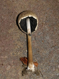 Panaeolus semiovatus image