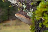 Phellinus pomaceus image